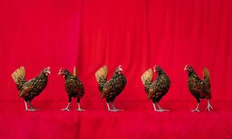 5 sebright kyckling team står i de rad i främre av de röd trasa bakgrund. foto