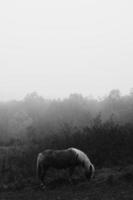 gråskalafotografering av häst foto