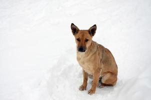 en herrelös hemlös hund. porträtt av en ledsen orange hund på en snöig bakgrund foto