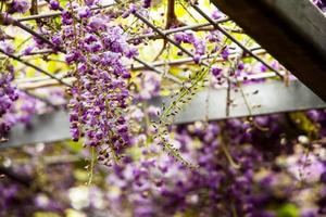 wisteria sinensis 01 foto