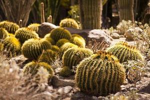 runda kaktusar foto