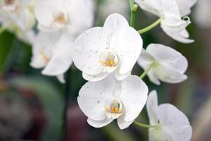 orkidéblomma