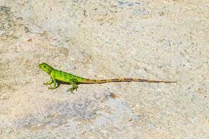 karibiska grön ödla på de jord playa del carmen Mexiko. foto