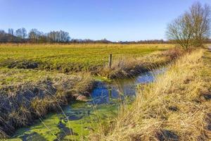 naturlig panorama se sjö väg grön växter träd skog Tyskland. foto