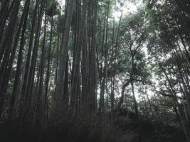 bambu skog bakgrund av japan på morgon- tid foto