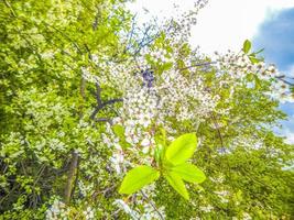 naturlig panorama se sjö väg grön växter träd skog Tyskland. foto