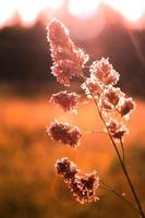 blomma ogräs utsatt till kväll solljus i de bakgrund mot en suddigt äng bakgrund, orange tona Foto. foto