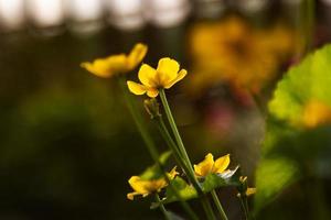 gul blomma i de trädgård. växt, ört och grönsak. natur fotografi. foto