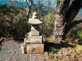 grön träd med löv på kväll tid i japan foto