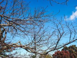 skön träd gren på morgon- tid i japan foto