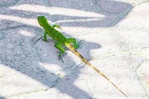 karibiska grön ödla på de jord playa del carmen Mexiko. foto