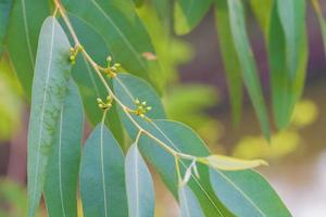 eukalyptusblad. gren eukalyptus träd natur bakgrund foto