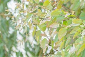 eukalyptusblad. gren eukalyptus träd natur bakgrund foto