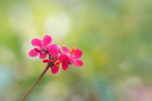 vacker blomma bakgrund foto