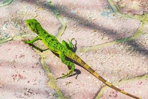 karibiska grön ödla på de jord playa del carmen Mexiko. foto