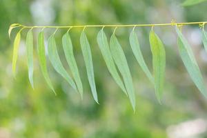 eukalyptus löv bakgrund foto