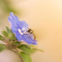 lila blommor med insekter. foto