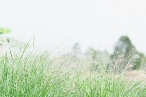ängsblommor i mjukt varmt ljus. vintage höstlandskap suddig naturlig bakgrund. foto