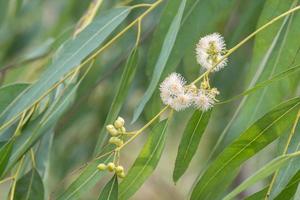 eukalyptus blomma och löv grön bakgrund foto