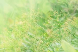 äng blommor på morgon- dagg under solljus foto