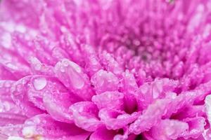 rosa gerbera blomma med droppar närbild bakgrund foto