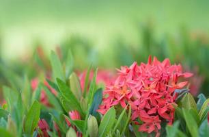 röd blomma representativ av kärlek morgon- ljus naturlig växt landskap i suddig grön bokeh bakgrund foto
