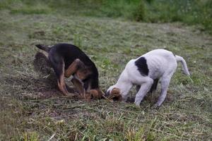 två rolig hundar är grävning en hund hål utomhus. hundar spela utanför i de parkera. svart och vit hundar gräv en hål halvvägs i de jord foto