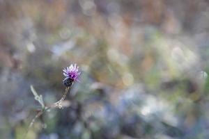 bakgrund med blåklint äng blomma och bokeh lampor, defocused ljus, sommar bakgrund, kopia Plats foto