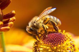 honungsbi täckt med gul pollen drick nektar, pollinerande blomma. inspirerande naturliga blommor våren eller sommaren blommande trädgård bakgrund. liv av insekter, extrem makro närbild selektiv fokus foto