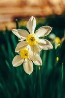 blommande narcisser påskliljor i sängen. inspirerande naturlig blommig vår eller sommar blommande trädgård eller park bakgrund foto