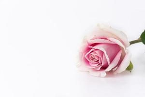vit och rosa ros foto