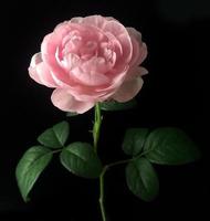 engelska rosor på svart bakgrund foto