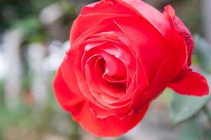 röd ros i trädgården, selektiv fokus. foto