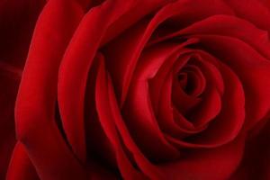 vacker romantisk röd ros foto