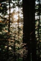 solljus genom träden foto