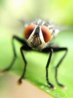 närbild av en fluga på ett blad foto