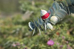 perth botaniska trädgårdar väst Australien foto