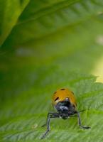 orange nyckelpiga makro på grön bakgrund foto