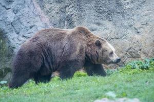 svart grizzly björnar foto