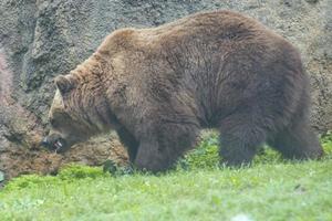 svart grizzly björnar foto