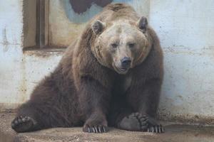 svart grizzly björnar foto