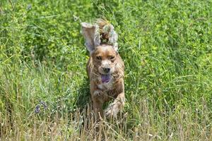 Lycklig valp hund löpning till du foto