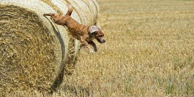 hund valp cockerspaniel spaniel Hoppar från vete foto