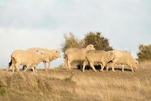 får flock på patagonien gräs bakgrund foto