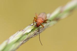 röd cricket makro medan ser på du foto