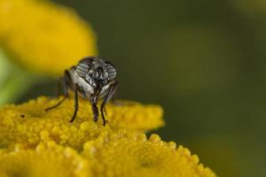 grön flyga medan sugande pollen foto