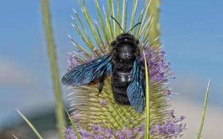 svart bålgeting medan sugande pollen foto