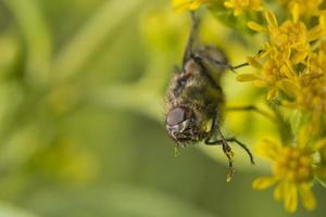 grön flyga medan sugande pollen foto