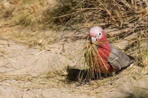 Australien röd och vit papegoja Cacatua porträtt foto