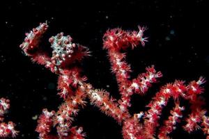 Bargibanti Pigmy Sea Horse i Indonesien foto